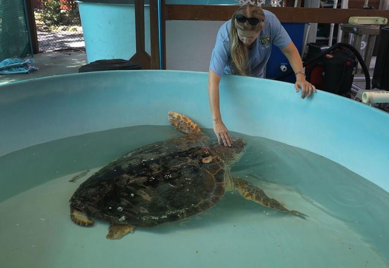 Veterinarian Dr. Heather Barron, from the Clinic for the Rehabilitation of Wildlife, cares for a Loggerhead sea turtle that was found washed ashore after becoming sick in the red tide on August 1, 2018 in Sanibel, Florida. Dr. Barron said, "this year's red tide is absolutely the worst she has seen for adult sea turtles,".  