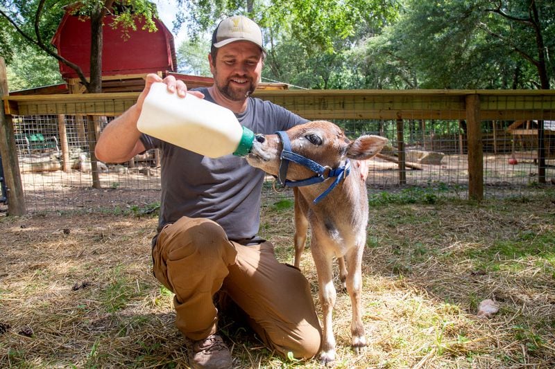 Jonathan Ordway feeds a young Zebu bull at the Yellow River Animal Sanctuary in Lilburn Friday, June 12, 2020. STEVE SCHAEFER FOR THE ATLANTA JOURNAL-CONSTITUTION