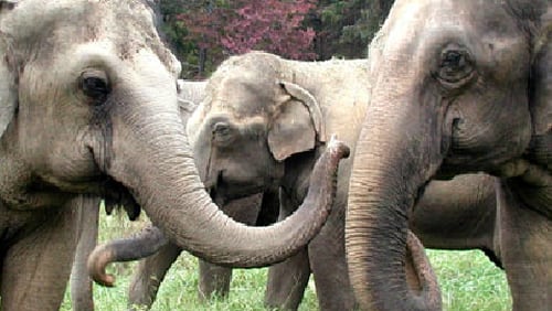 You can become a friend of The Elephant Sanctuary in Tennessee and receive newsletters for one year and, the great feeling of knowing that you are truly giving the gift of life to some very sacred souls. The Sustainer level of sponsorship is $500.