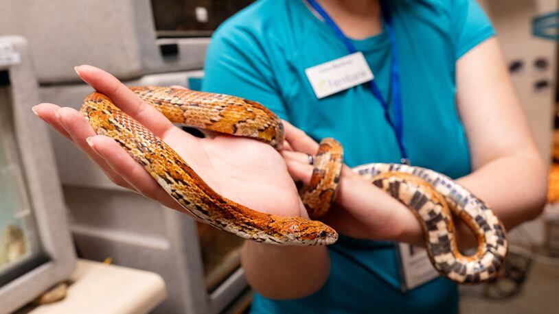 Cara Martinez, animal program manager at the Fernbank Museum in Atlanta, holds a harmless red corn snake. A recent study by Emory researchers has revealed that hotter termperatures produce a greater likelihood of snakebites. (Ben Gray / Ben@BenGray.com)