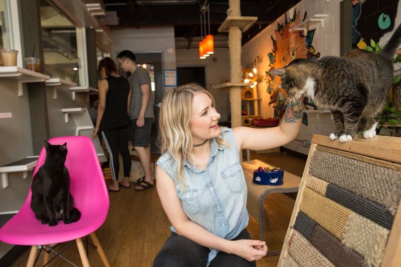 Hadyn Hilton owns and operates Grant Park’s Java Cats Cafe, which includes an area where cats mingle with paying guests in the hopes of eventual adoption. (Jenni Girtman / Atlanta Event Photography)