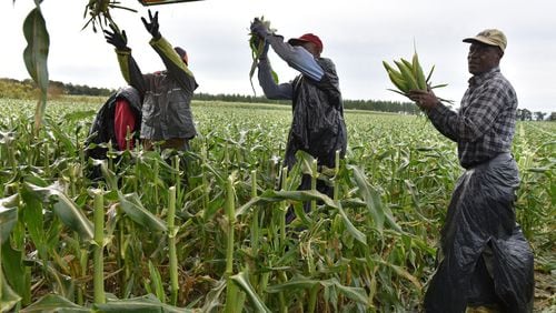 Workers harvest sweet corn in 2019 at Worsham Farms in southwest Georgia. The collapse of the food service industry is flooding the market with produce, causing prices to drop and leading some Florida farmers to plow crops under. South Georgia farmers who are planting crops are concerned. (Hyosub Shin / Hyosub.Shin@ajc.com)