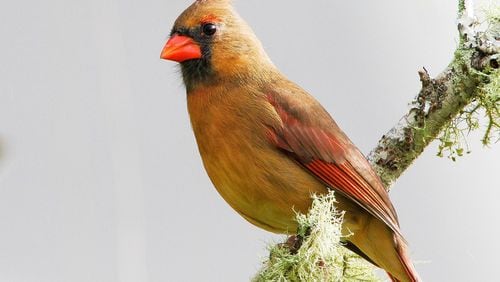The female cardinal, like the one shown here, was thought to be one of only a few female songbirds that also sing. Researchers now know that females in at least 140 songbird species in North America sing — including 40 species in Georgia. (Photo: Craig ONeal /Creative Commons/Wikipedia)