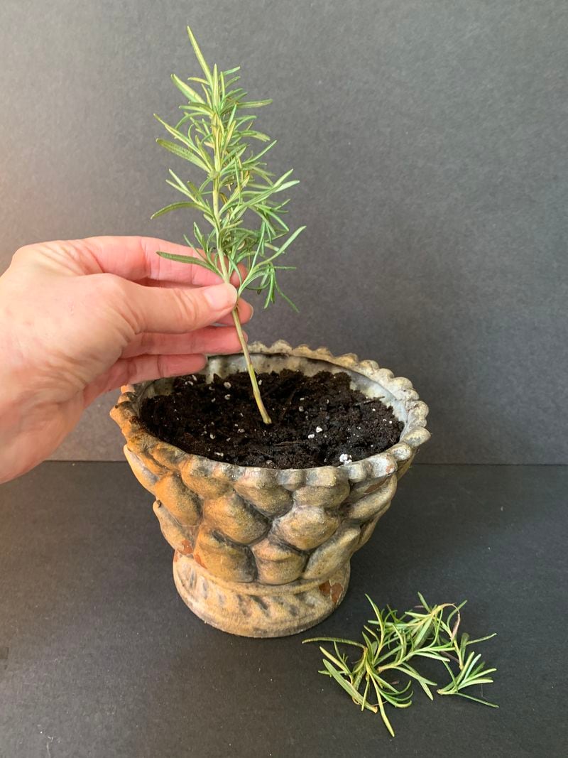 For an easy pot of rosemary, take a cutting from a mature plant, trim bottom leaves, and place in well-drained soil.