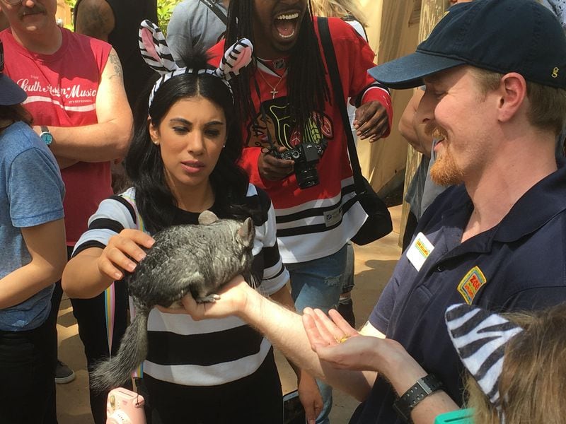 Chrissie fit, one of the members of the cast from “Perfect Pitch 3,” celebrated her birthday Tuesday at Zoo Atlanta, with a gathering of fellow cast members and a party that included an encounter with Walnut the chinchilla. Photo: courtesy Zoo Atlanta