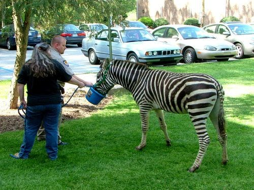 Zebra prank at Emory