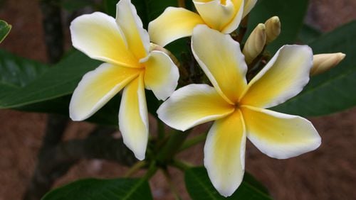 The flowers of plumeria are seductively fragrant. If you save some eight-inch “sticks” when you prune, you can pot those and give rooted plants to friends for Christmas. PHOTO CREDIT: Walter Reeves