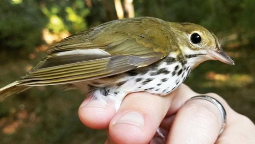 One of the lucky ones — a migratory ovenbird (a warbler species) that survived hitting an Atlanta building at night. Buildings lit up at night disorient migrating birds and cause them to crash into the structures. Hundreds of millions of birds may die this way each year. CONTRIBUTED BY ATLANTA AUDUBON