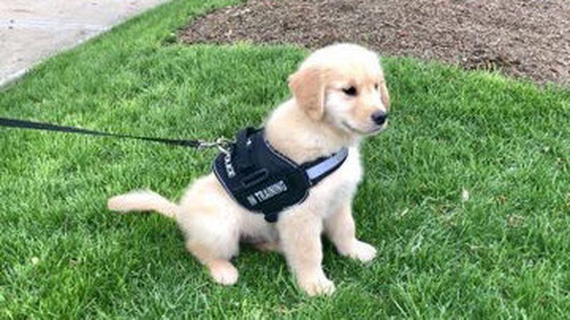 Zane is the new comfort dog for the Pittsburgh Bureau of Police.