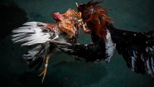 Two roosters fight with plastic spurs during a tournament at the "Club Gallistico Caracas" cockfighting club, in Caracas, on January 25, 2020. - Cockfights are one of the oldest cultural traditions in Venezuela, where people with different ideologies and economic power converge. Bets are placed either in dollars, beers, or shots of rum.