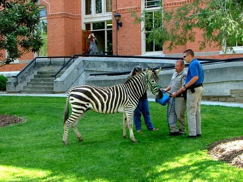 Zebra prank at Emory