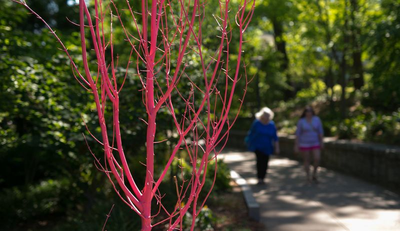 Pink trees enliven the Atlanta Botanical Garden as part of “The Curious Garden,” an art installation by Disney horticulturalist Adam Schwerner. CONTRIBUTED BY ATLANTA BOTANICAL GARDEN