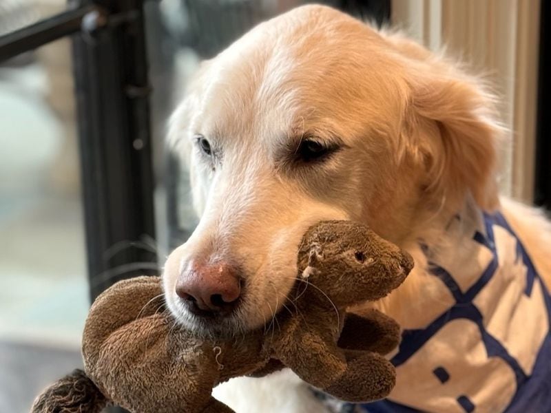 Hero Taylor is a golden retriever rescue from Turkey who calls Atlanta's Chuck Taylor his person. Hero has adapted so well to Georgia that he is now an avid "Politically Georgia" show listener on WABE.