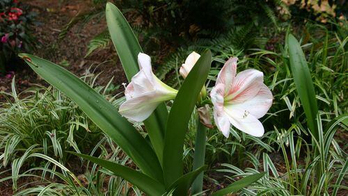 Given the right care, even older amaryllis can bloom nicely outdoors. CONTRIBUTED BY WALTER REEVES