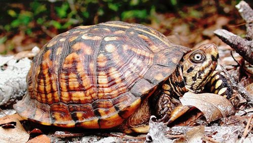 The Eastern box turtle, shown here, is one of Georgia’s most widespread turtle species. It’s also one of about 10 turtle species in the state that often cross highways this time of year to reach suitable nesting spots, food, habitat or mates. CONTRIBUTED BY STEPHEN FRIEDT/CREATIVE COMMONS