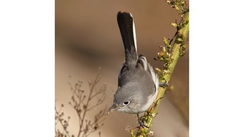 A blue-gray gnatcatcher gleans a spider from a branch. The gnatcatcher is one of Georgia's tiniest songbirds. (Courtesy of Andrew Johnson)