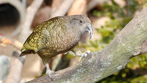 The kea bird, New Zealand’s native parrot, makes other keas laugh with a so-called “play call,” scientists reported in a new study.