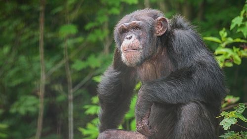 Hercules, shown in a habitat at Project Chimps, is a former research chimp who was named in a lawsuit to get him and another chimp recognized as persons and released from labs. CONTRIBUTED BY CRYSTAL ALBA / PROJECT CHIMPS