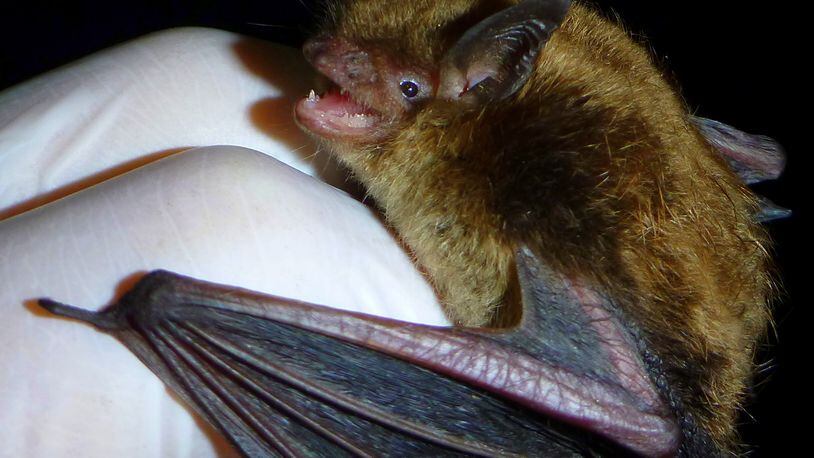 The little brown bat, one of Georgia's most common bats, is one of the bat species most affected by the deadly white-nose syndrome, which first appeared in the state in 2013. (Courtesy of SMBishop/Creative Commons)
