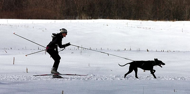 Skijoring is a cross between dog sledding and cross-country skiing. Owners and pups are linked by a bungee cord.