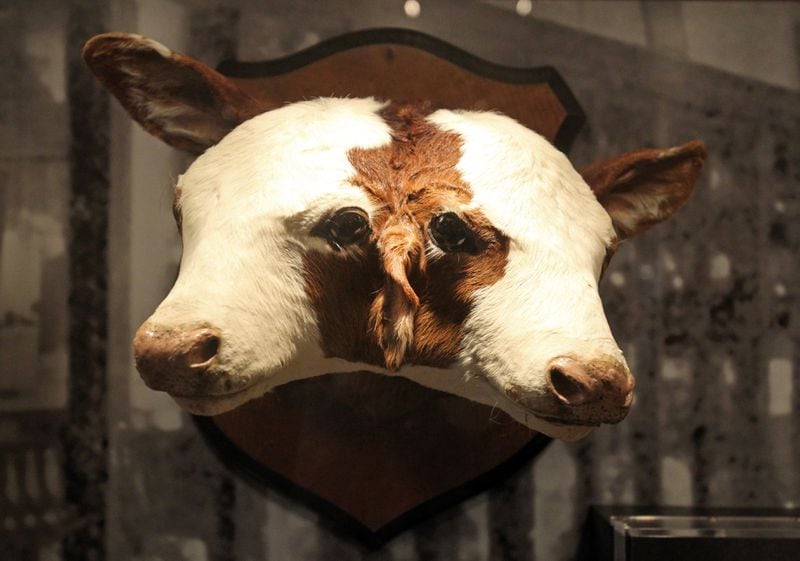The two-headed calf is shown in a display case on the 4th floor of the Capitol Museum Thursday afternoon in Atlanta, Ga., January 31, 2013. Although designed to celebrate the natural resources of Georgia, the museum occasionally displayed oddities such as these. The calf was born in Palmetto in 1987. For many young students who tour the Capitol, seeing the two-headed calf is the highlight of the tour. Tracie Murray of the Capitol Museum has received several notes from children thanking her for showing them the two-headed calf. JASON GETZ / JGETZ@AJC.COM
