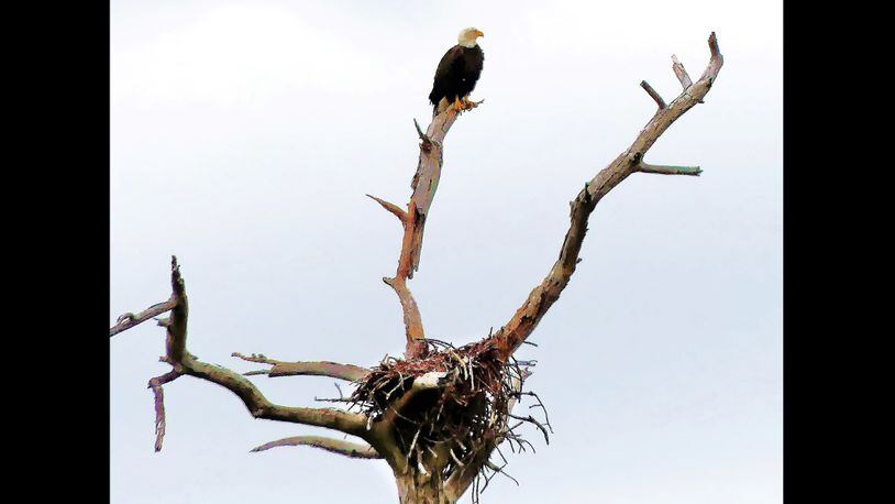 A bald eagle watches over its nest earlier this month at St. Marks National Wildlife Refuge, Fla. The eagle was one of the highlights of a Georgia Audubon bird-watching trip to the refuge. (Charles Seabrook for The Atlanta Journal-Constitution)