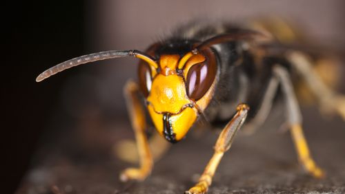 A file photo of a yellow-legged hornet. The species was found on U.S. soil in Georgia for the first time in August 2023.