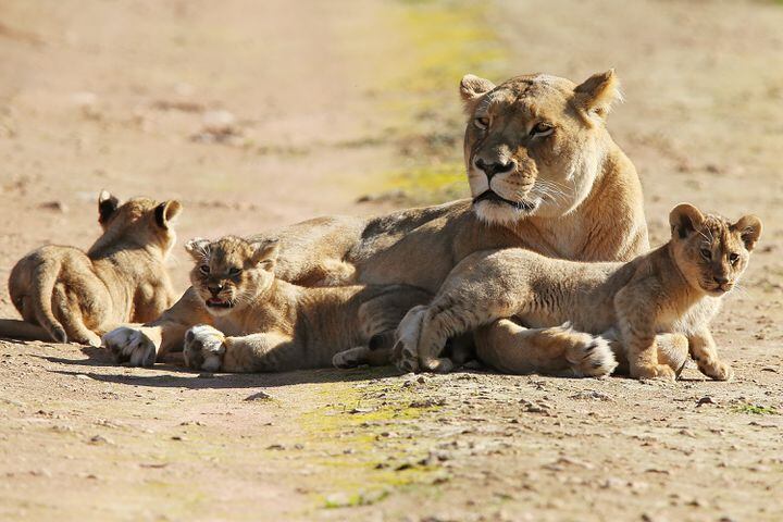 Lion Cubs Debut At Monarto Zoo in Australia