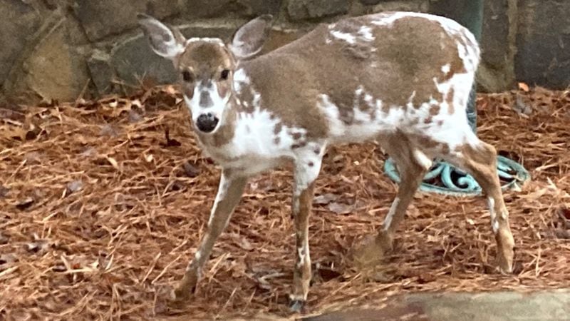 One of two piebald deer that roam the neighborhood.