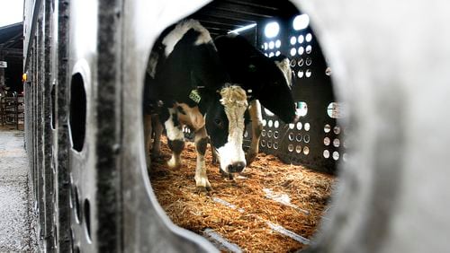 In file photo, Holstein heifers are loaded into trucks at a dairy in Oregon. (Kobbi R. Blair/Statesman-Journal via AP, File)
