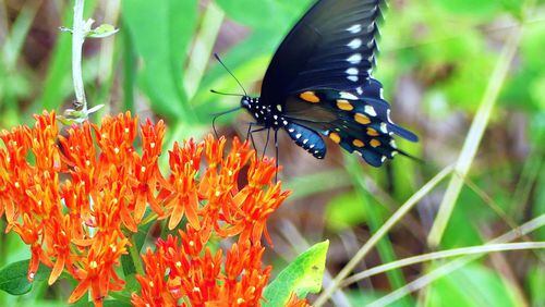 A pipevine swallowtail butterfly sips nectar from a butterfly weed flower cluster. The butterfly weed is perhaps the best loved of Georgia’s 22 milkweed species. CONTRIBUTED BY CHARLES SEABROOK