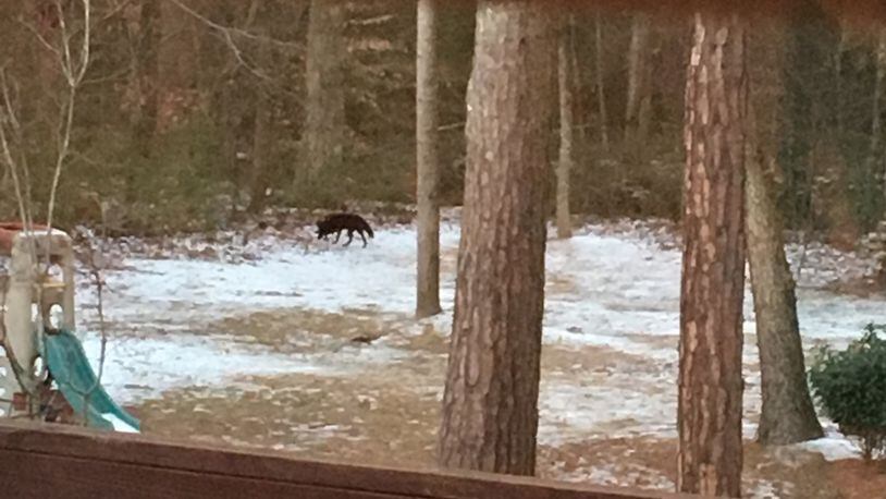 A Roswell resident captured a picture of a large coyote in his backyard this week.