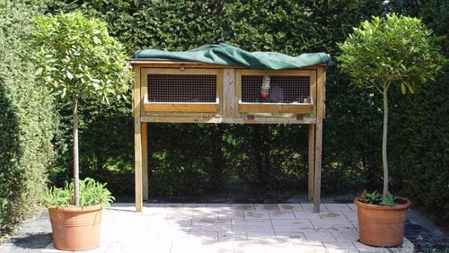 Keeping coops and hutches scrupulously clean, particularly along property lines, is respectful of neighbors’ environmental quality. (Maureen Gilmer/TNS)