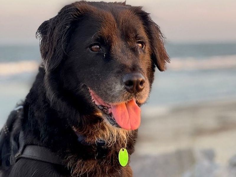 Jib Gobeil is usually landlocked in Atlanta's Old Fourth Ward. But here, the nautically named Labrador-border collie mix gets a trip to the beach. (Courtesy photo)