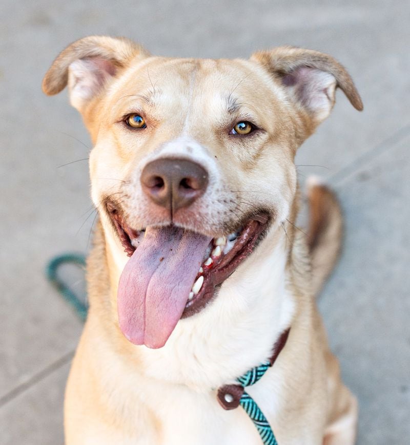 Smiley is this week's adoptable pet from the folks at Lifeline.
