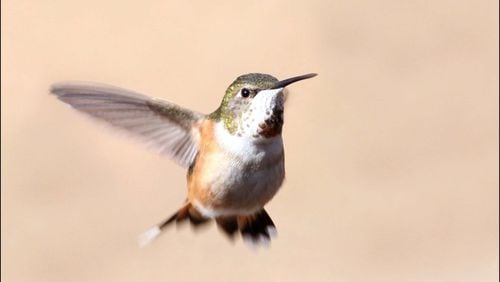 Georgia wildlife biologists advise that homeowners leave up a nectar-filled hummingbird feeder all winter because there's a good chance of attracting a non-native hummingbird species, such as this female rufous hummingbird. (Courtesy of Luke Theodorou)
