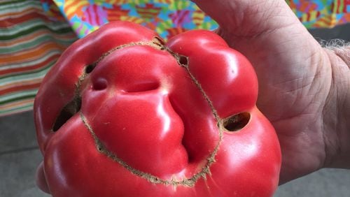 Odd-looking tomatoes are fine to eat. CONTRIBUTED BY WALTER REEVES