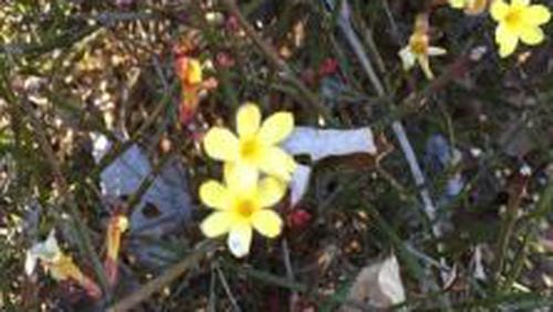 The bright yellow flowers of winter jasmine are welcome on dreary January days.