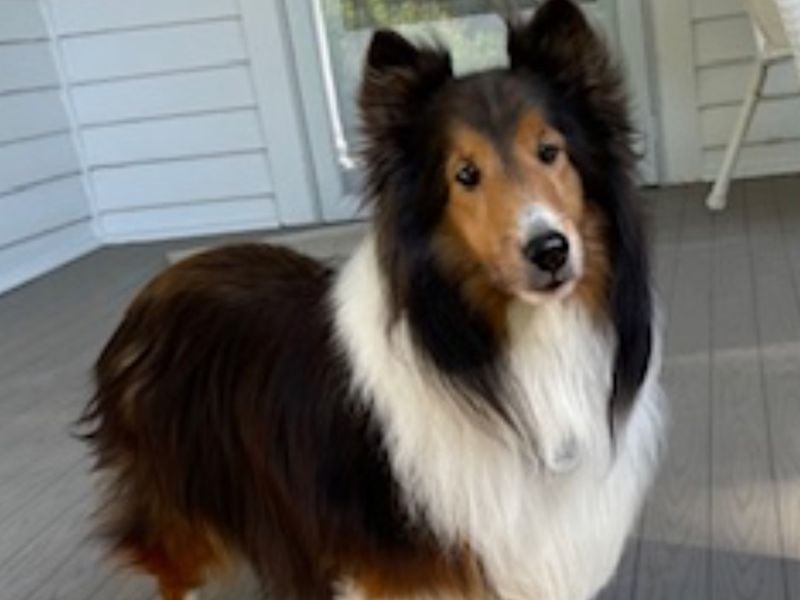 Thor Weldon is a rescue Sheltie who calls AJC subscriber Jane Weldon his person.