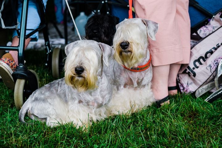 A pair of Cesky Terriers named Calvin and Gracey wait to compete at the Westminster Kennel Club Dog Show, held at the Lyndhurst Mansion in Tarrytown, N.Y., on Sunday, June 13, 2021. (Gabriela Bhaskar/The New York Times)