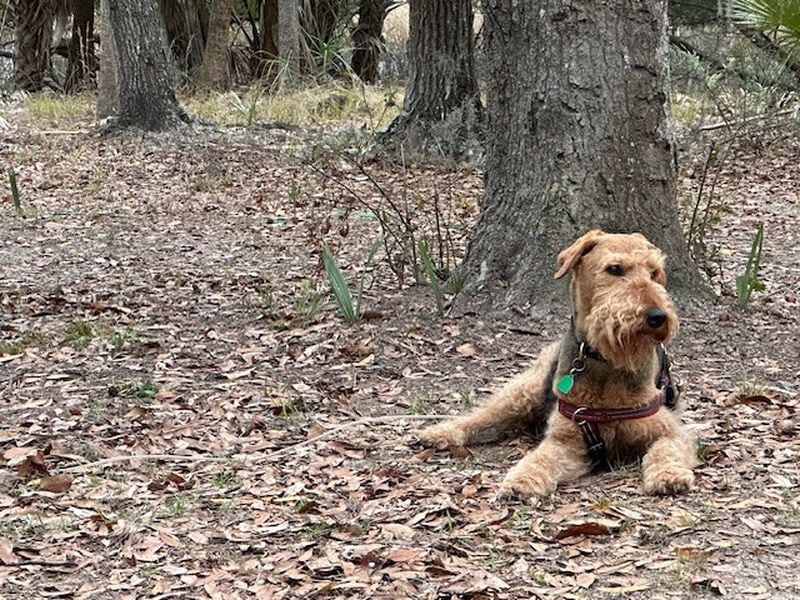 Rolie Rassel is one-half of a pair of Airedale Terriers who call AJC subscriber Lisa Rassel their person.