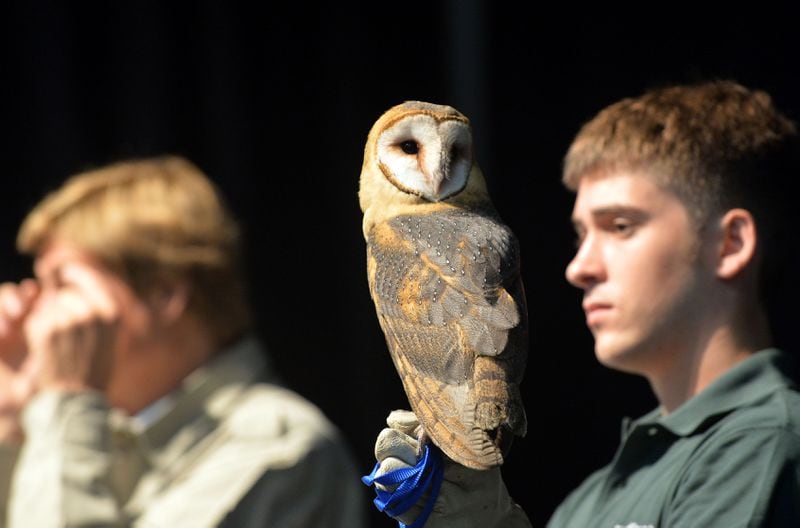 A barn owl, held by Doug Fox of the North Georgia Zoo. Peter Gros, co-host of the original Mutual of Omaha's Wild Kingdom, along with some of his animal friends, makes an appearance at the Strong Rock Christian School Friday, September 12, 2014.