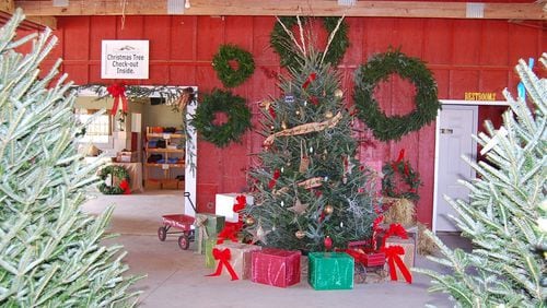 Yule Forest in Stockbridge features outdoor exhibits, a tree display and a petting zoo when getting your holiday family tree.