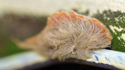A puss caterpillar, named for its resemblance to fluffy cats, will sting when touched. (Photo by Larah McElroy via Flickr (CC BY-NC 2.0))