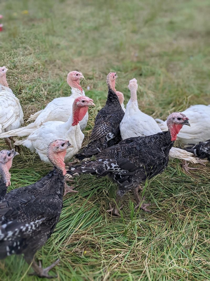 Organically raised turkeys from Grateful Pastures. Courtesy of Grateful Pastures
