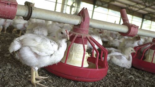 Chickens gather around a feeder in a Tyson Foods Inc. poultry house near Farmington, Ark., in 2003. (AP Photo/April L. Brown, File)