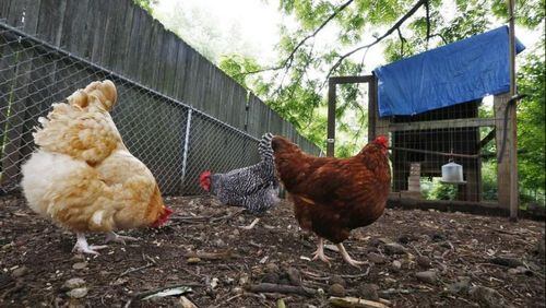 You can voice your opinion about backyard chickens in Peachtree Corners at an upcoming meeting.