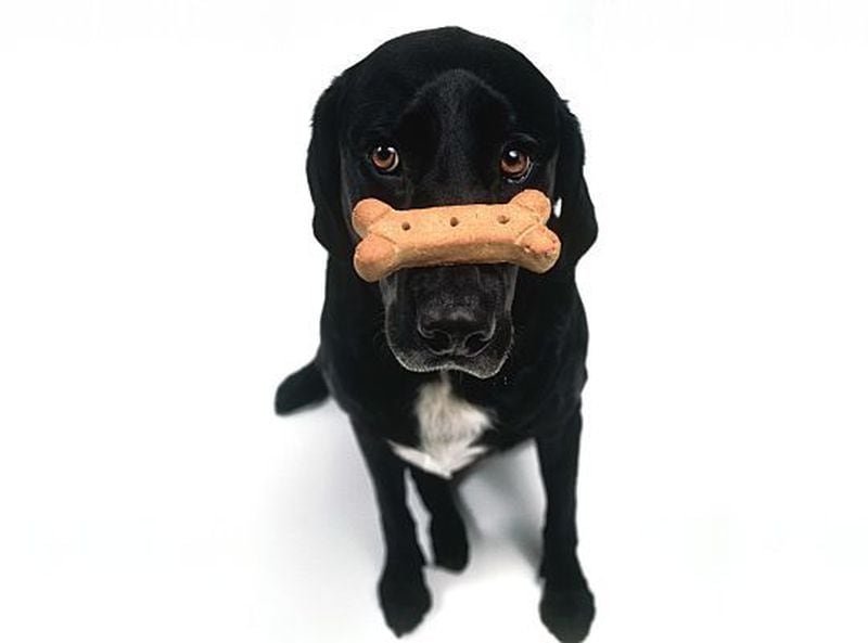 Secondhand dog treats may taste as good, but don't buy them: They could be recalled or infested with bugs.
