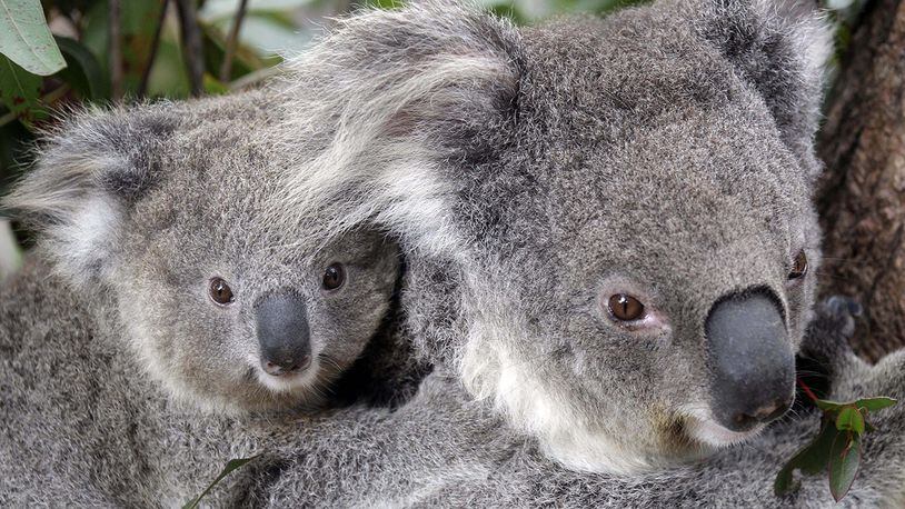 In this Sept. 1, 2011, file photo, two koalas climb a tree at a zoo in Sydney, Australia.