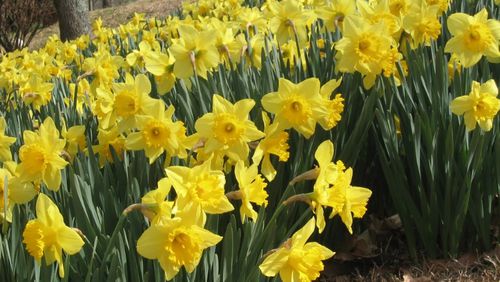 Known as the Jonquil City for its abundance of these flowers in the spring, Keep Smyrna Beautiful now is selling jonquil bulbs while supplies last. (Courtesy of Smyrna)